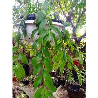 Lan phi điệp tím (ib shop chọn cây)