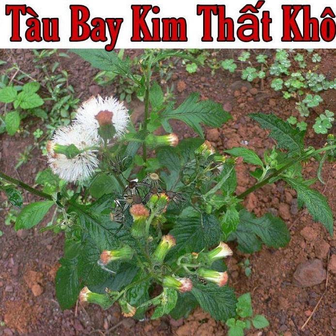 1KG Cây Tàu Bay  Khô