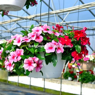 HẠT GIỐNG HOA DỪA CẠN RŨ