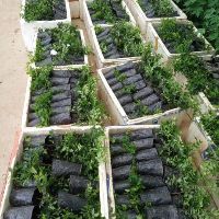Cây nho thân gỗ tứ quý