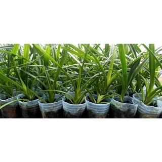 [Siêu Sale] hoa lan  kiếm phan trí gieo hạt
