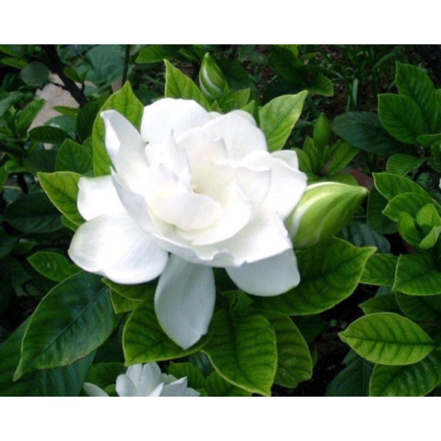 Cây giống bạch thiên hương
