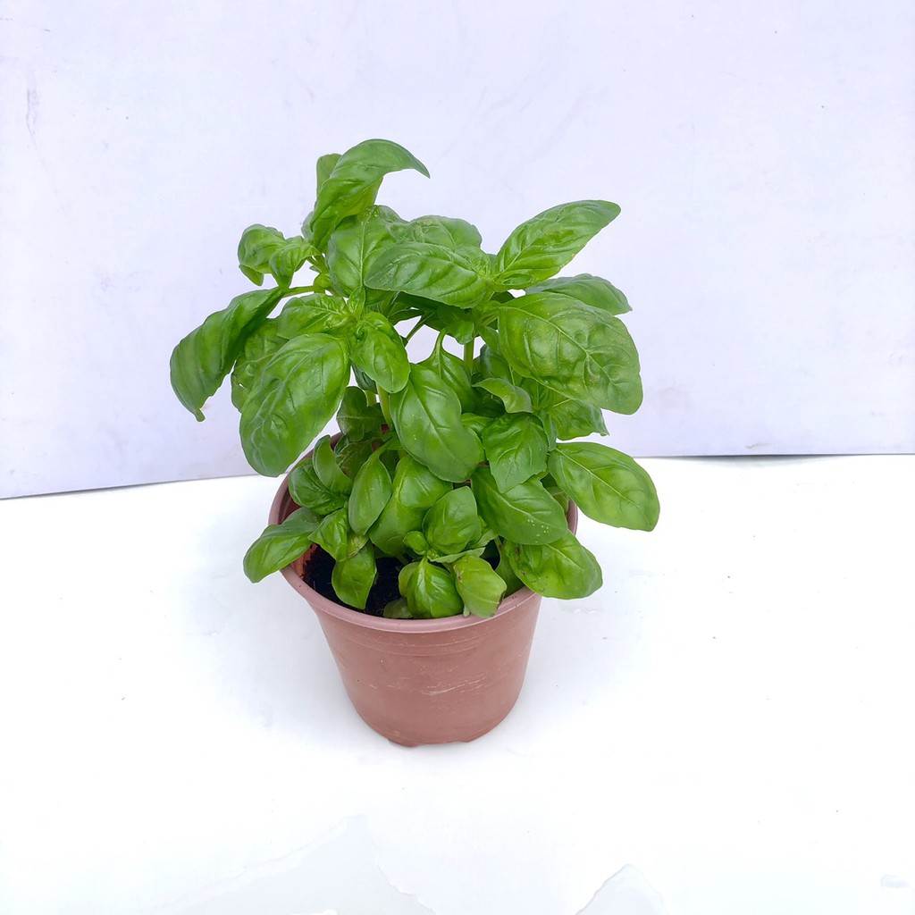 Cây húng tây sweet basil (Ảnh thật)