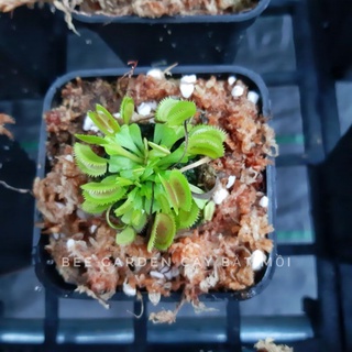 Cây bắt ruồi, Cây bẫy kẹp Flytrap Dentate x Bristle