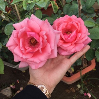 Hồng cổ tàu ( hồng bụi)