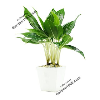 Cây bạch mã hoàng tử - Cây văn phòng - Cây nội thất - Cây để bàn