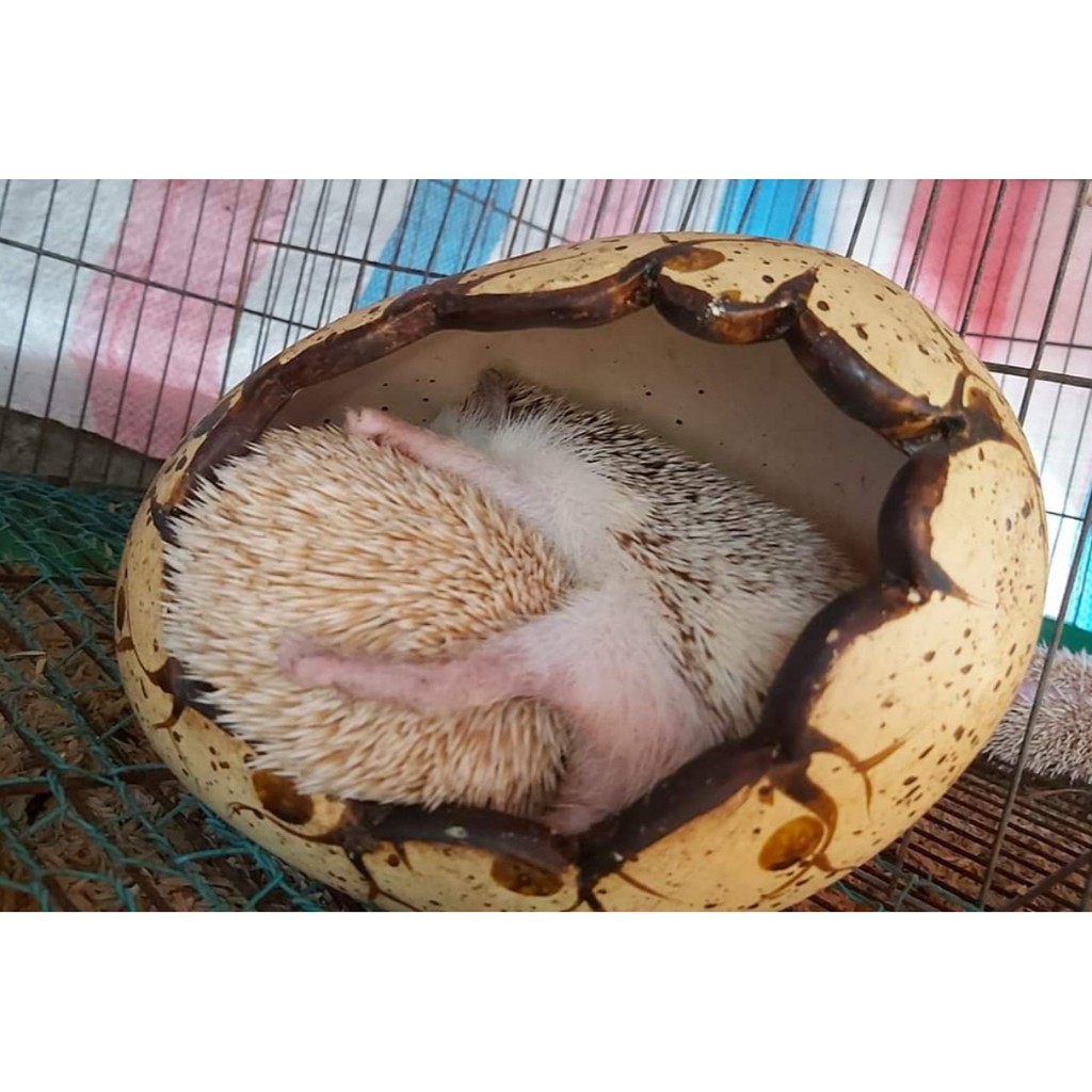 Nhà trứng khủng long cho nhím kiểng, hamster