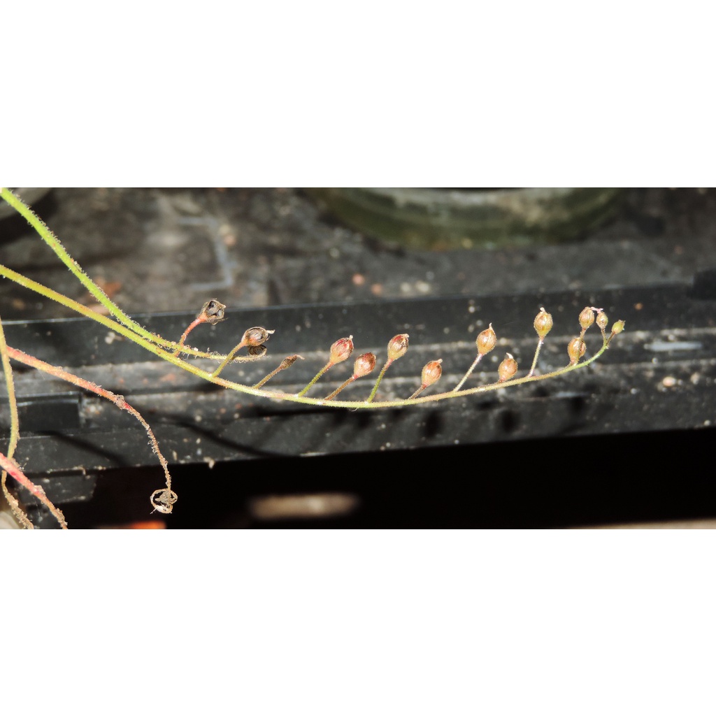 Hạt cây bắt mồi, cây gọng vó, Drosera Indica Green, 200 hạt