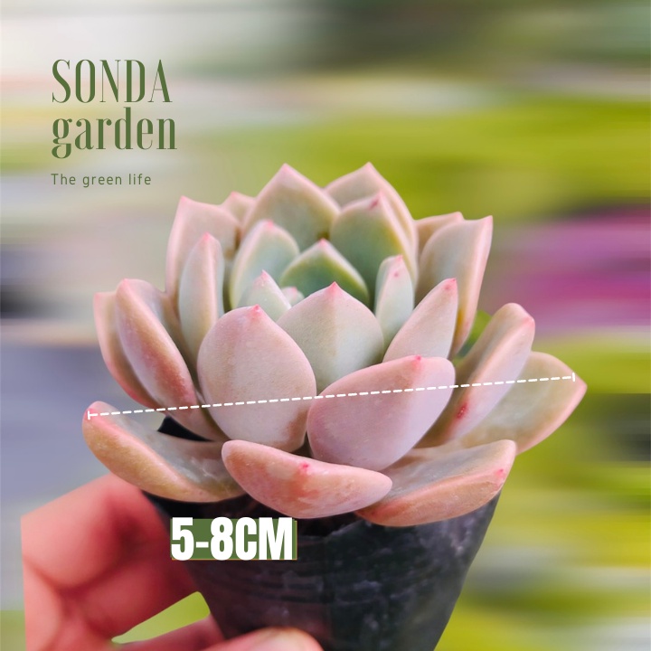 Sen đá hồng quế SONDA GARDEN size bé 5-8cm, xuất xứ Đà Lạt, khoẻ đẹp, lỗi 1 đổi 1