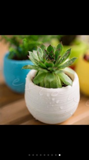 Chậu cây cảnh mini
