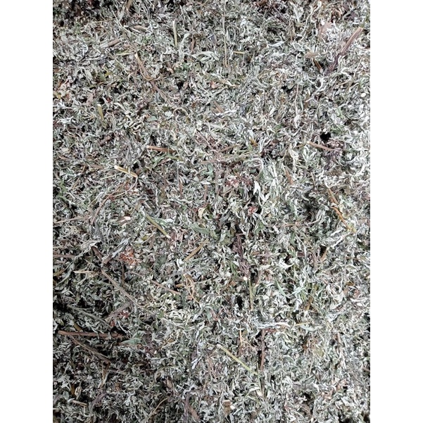 Cây ngải cứu khô 1 kg có sẵn. nhiều