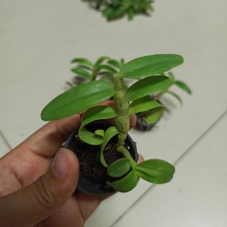 Hoa lan phi điệp chớp Mỹ lai