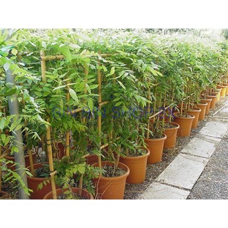 Hạt Giống Hoa Tử Đằng ( 3 Hạt)