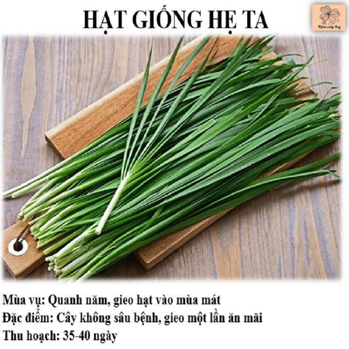 Hạt giống hẹ ta, rau gia vị LUCKY SEEDS 10gr