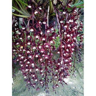 Kiếm đỏ cây trưởng thành ( Xích Ngọc)