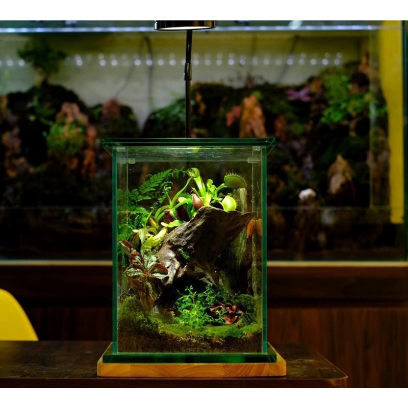 cây nắp ấm, cây đã thuần chậu trong nhà, set bình terrarium