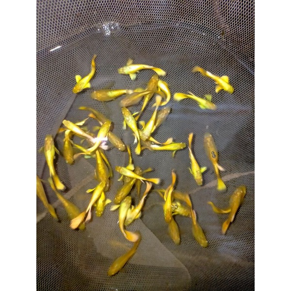 10 con 7 màu full gold,cá bảy màu gold vàng,cá guppy thuỷ sinh