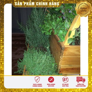 Hạt giống Cỏ Xạ Hương(Thyme) - 50 Hạt