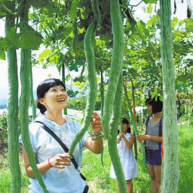 Gói 10 hạt giống mướp rắn