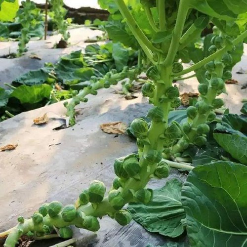 HẠT GIỐNG BẮP CẢI TÍ HON - GÓI 1 GRAM