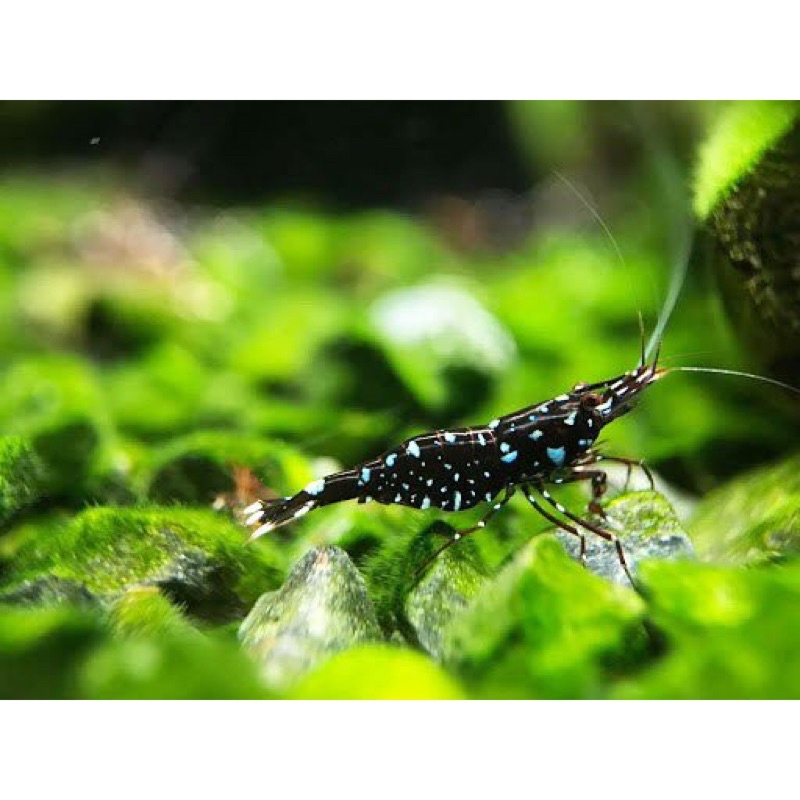 SALTY SHRIMP SULAWESI MINERAL 7,5 - Khoáng Bột Cho Tép Dễ Hoà Tan