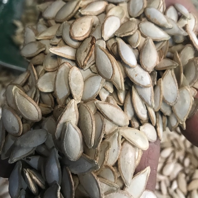 Hạt bí nếp rừng