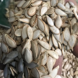 Hạt bí nếp rừng