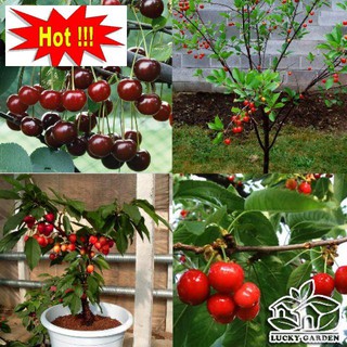 Gói 5 Hạt Giống Cherry Mỹ Cao Sản