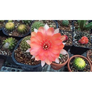 xương rồng combo 5 cây Lobi mix color giống lai f1 siêu ra hoa siêu dễ trồng