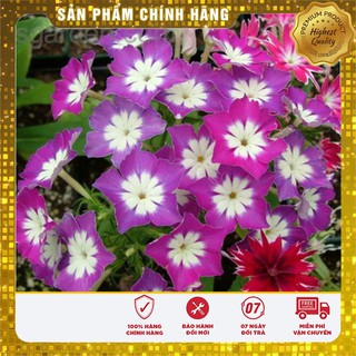 COMBO 02 gói hạt giống thanh trúc nhiều màu tặng 1 phân bón