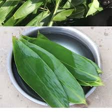 20 Lá tre tươi to/vừa dùng gói bánh, trang trí