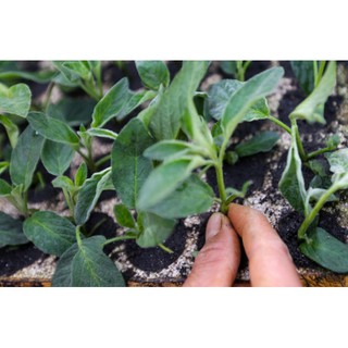 20H - HẠT GIỐNG DƯA PEPINO