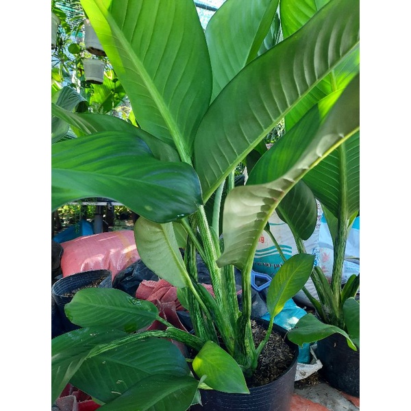 Đai phú Gia trang trí