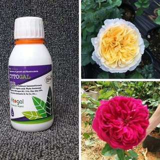 phân bón hữu cơ cho hoa hồng Cytogal chai 100ml