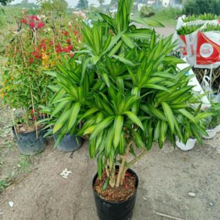 Cây 🌲 Trúc Bách Hợp 1m