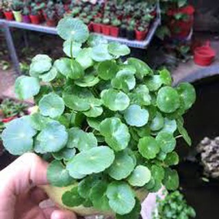 Cỏ Đồng Tiền