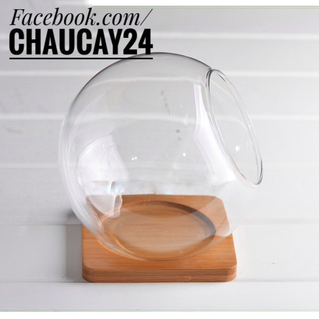 Dĩa lót gỗ sang trọng dùng cho chậu cây, terrarium, tiểu cảnh, ly cốc