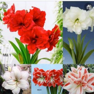 Củ Lan Huệ Kép Đại Bự