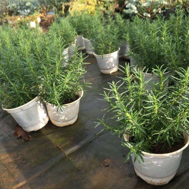 Chậu cây hương thảo (rosemary)