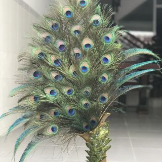 55 cành lông công 95-100cm loại to đại