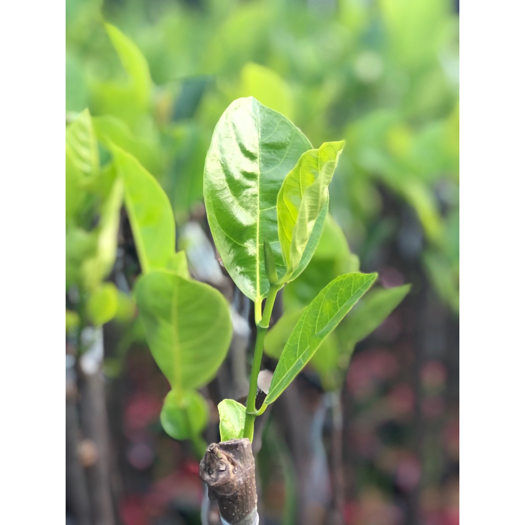 PHÂN BÓN KÍCH RỄ CỰC MẠNH SIMAKA HŨ 100G - ĐẺ NHÁNH NHIỀU, GIÂM CÀNH, CHIẾT CÀNH, TĂNG TRƯỞNG CÂY TRỒNG.