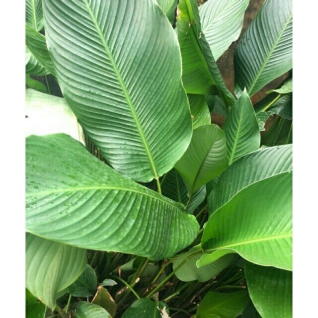 10 Cây Giống Dong Riềng Làm Cảnh 60cm 981SP