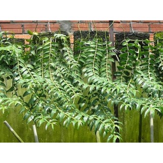 DỚN BẢNG TRỒNG LAN
