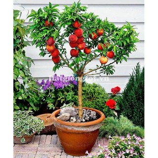 Hạt giống cây táo lùn 10 hạt