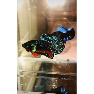 Betta FOOD black blue thức ăn dinh dưỡng hủ 50g hoặc hủ 100g thức dinh dưỡng