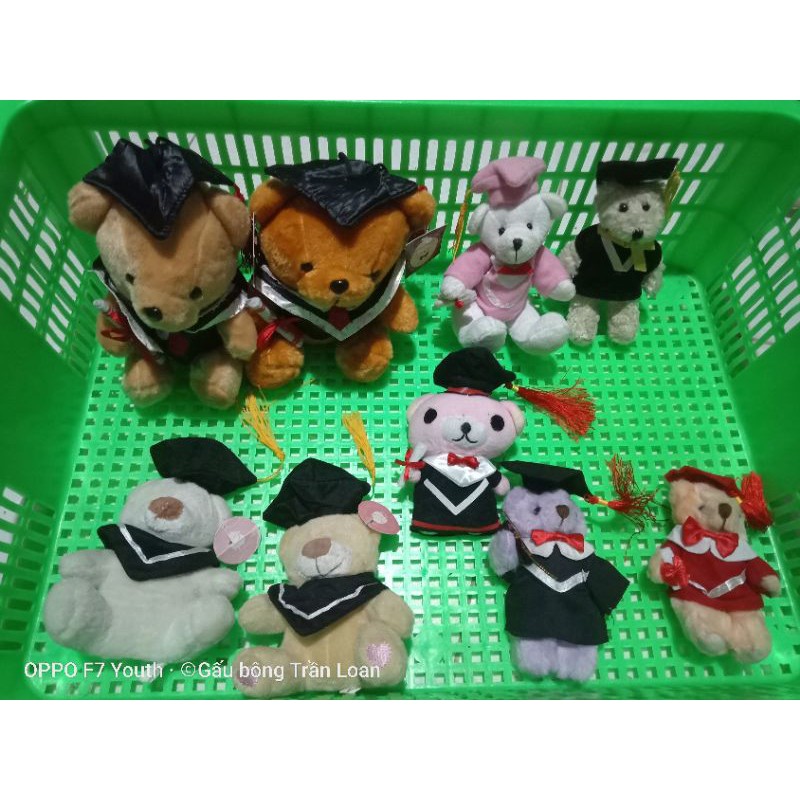 gấu bông tốt nghiệp size 15-20