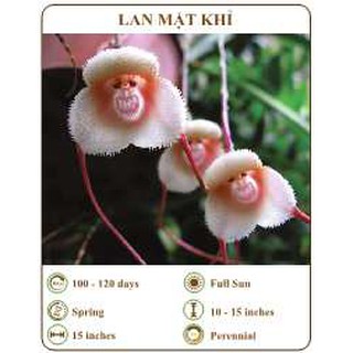 Hạt giống lan mặt khỉ - THE XANH