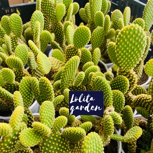 Xương rồng tai thỏ kèm chậu Đà Lạt size trung bình cây cảnh trang trí nhà cửa Lolita garden