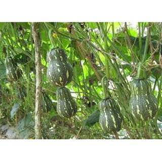 Hạt giống bí đỏ các loại, dễ trồng, ăn ngon - gói 2g, 5g