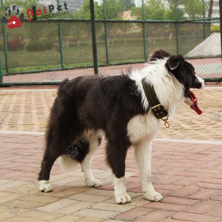 Vòng Cổ Thú Cưng 4 Lớp VC024